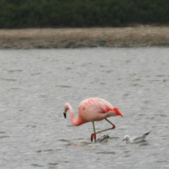 Le flamant aux genoux roses