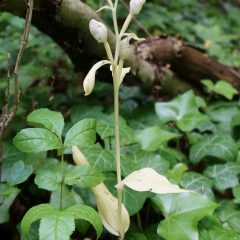 Le mystère des orchidées albinos